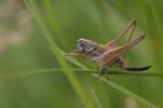 170712 metrioptera-saussuriana -1-