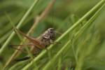 170712 metrioptera-saussuriana -4-