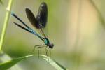 170713 calopteryx-xanthostoma -1-