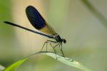 170713 calopteryx-xanthostoma -2-