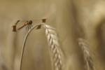 170713 sympetrum-pedemontanum-aurec-sur-loire -1-