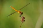 170713 sympetrum-depressiusculum -11-
