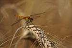 170713 sympetrum-depressiusculum -13-
