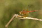 170712 sympetrum-flaveolum-chaise-dieu -1-