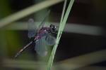220718 Leucorhhine-douteuse Leucorrhinia-dubia Z62 9844