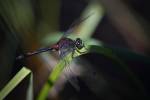 220718 Leucorhhine-douteuse Leucorrhinia-dubia Z62 9872