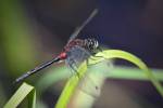 220718 Leucorhhine-douteuse Leucorrhinia-dubia Z62 9880