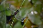 220718 Leucorrhine-douteuse Leucorrhinia-dubia Z62 0199