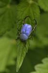 170713 hoplie-bleue-vorey -1-