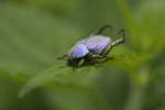 170713 hoplie-bleue-vorey -10-