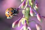 220719 Anatis-ocellata Coccinelle-ocellata Z62 0258