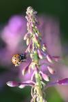 220719 Anatis-ocellata Coccinelle-ocellata Z62 0259
