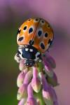 220719 Anatis-ocellata Coccinelle-ocellata Z62 0262