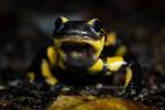 221014 Salamandre-tachetee PAT 0018