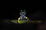 221014 Salamandre-tachetee PAT 0059