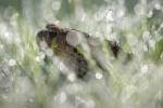 221018 Bufo-spinosus PAT 0374