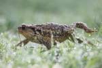 221018 Bufo-spinosus PAT 0396