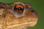 221018 Bufo-spinosus PAT 0458