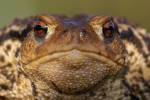 221018 Bufo-spinosus PAT 0480