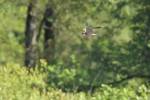 220525 faucon-hobereau PAT 0429