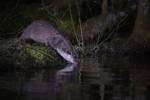 220324 loutre lutra-lutra DSC 1863