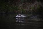 220324 loutre lutra-lutra DSC 1947