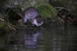 220324 loutre lutra-lutra DSC 1978