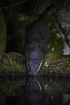 220324 loutre lutra-lutra DSC 2007