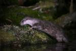 220324 loutre lutra-lutra DSC 2038