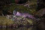 220324 loutre lutra-lutra DSC 2060