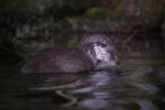 220324 loutre lutra-lutra DSC 2125