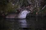 220324 loutre lutra-lutra DSC 2130