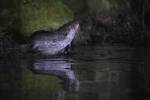220324 loutre lutra-lutra DSC 2229