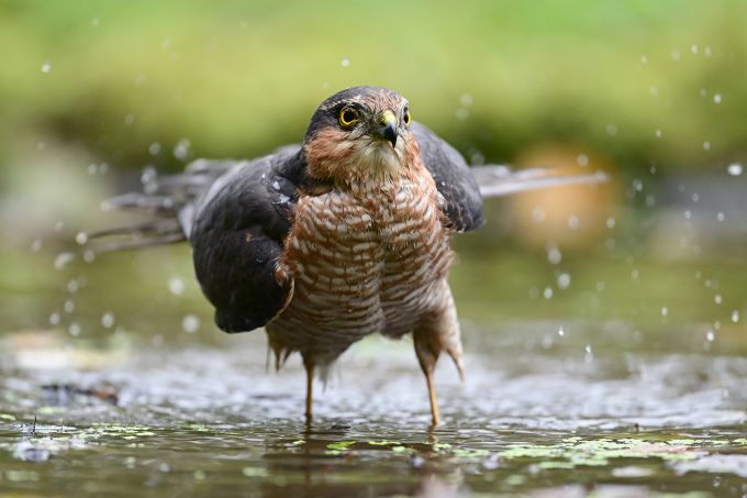 photo naturaliste en vendée